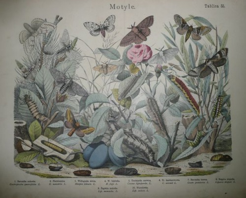 Historia naturalna państwa zwierzęcego, 1884 T.55-Butterflies